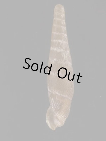 画像3: フィロサギセル (仮称) (3)