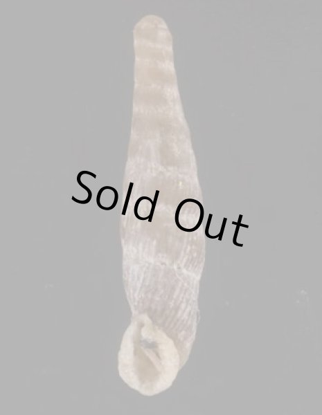 画像1: フィロサギセル (仮称) (1)