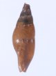 フクレムギガイ Mitrella gervilleifig.3