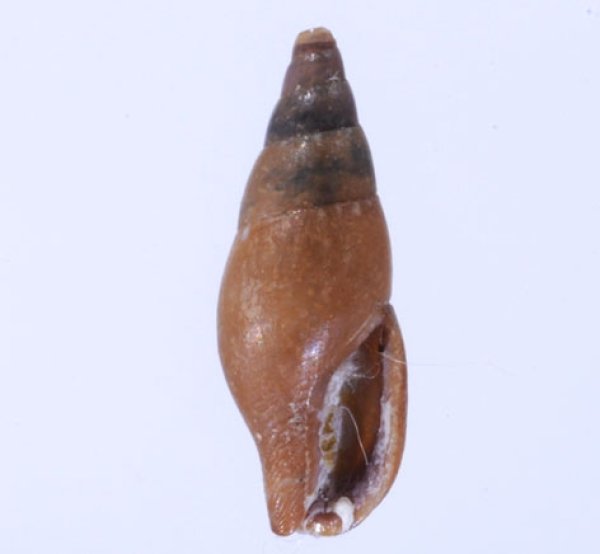 フクレムギガイ Mitrella gervilleifig.1