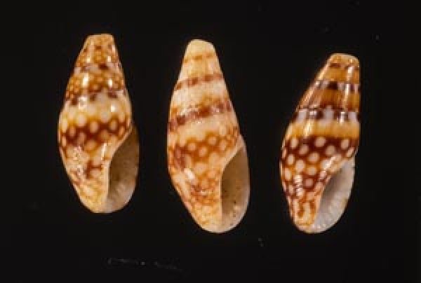 ヒャクメマツムシ Mitrella ocellatafig.1