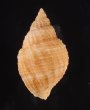 コンゴウボラ Cancellaria laticostafig.3