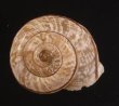 ヒトスジヒラバマイマイの一種 Chilostoma cingulatum colubrinumfig.1