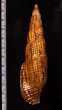 オキナフデ Nebularia incomptafig.2