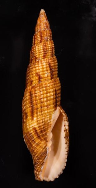 オキナフデ Nebularia incomptafig.1