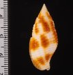 ベッコウフデ Nebularia ferrugineafig.2