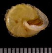 ビーズダマヤマキサゴ Calybium mouhotifig.3