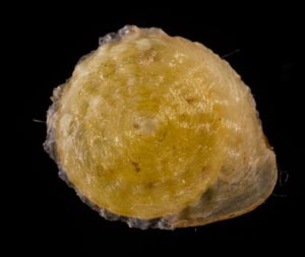 ビーズダマヤマキサゴ Calybium mouhotifig.1