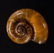 ジャワアツブタガイ (仮称) Opisthoporus corniculusfig.1