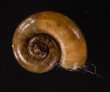 ジャワアツブタガイ (仮称) Opisthoporus corniculusfig.1