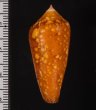 コハクイモ (サフランイモ) Conus crocatusfig.2