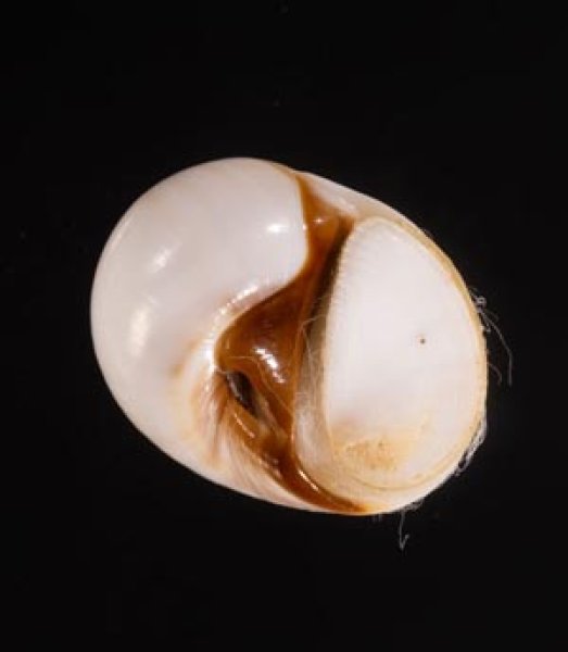 クチグロタマガイ Natica fasciatafig.1