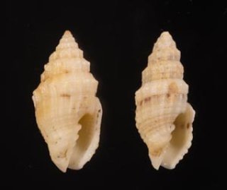 World Gastropods - 美貝 BIGAI