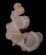 クルイイトカケ Cycloscala hyalinafig.1