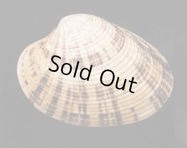 画像1: バードウェルフジイロハマグリ (1)