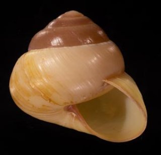 貝殻標本　イガギンエビス⑥ 貝殻標本 イガギンエビス⑥