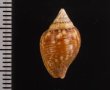 アフリカタモト Columbella rusticafig.2