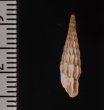 ヒダトリアオギセル Albinaria praeclarafig.2