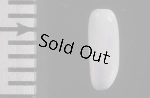 画像2: ツツカイコガイダマシ (2)