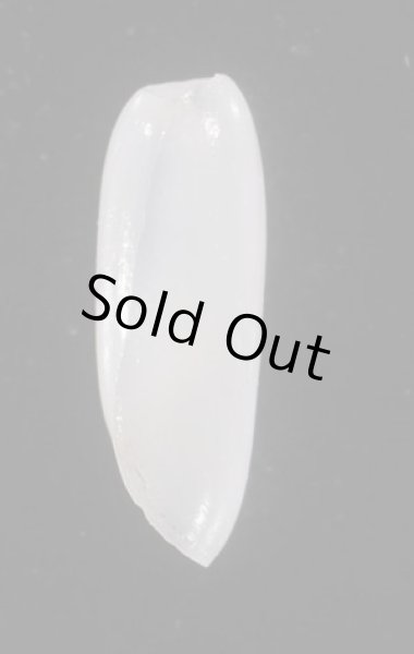 画像3: ツツカイコガイダマシ (3)