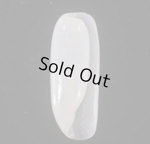 画像1: ツツカイコガイダマシ (1)