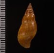 ベッコウバイ 鼈甲バイ Pisania igneafig.2