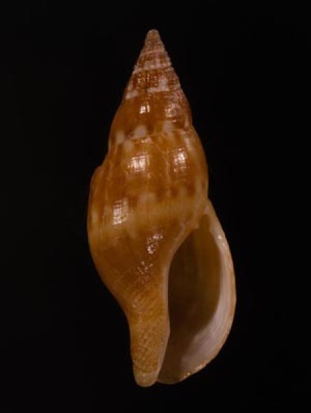 ベッコウバイ 鼈甲バイ Pisania igneafig.1