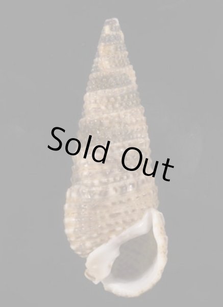 画像1: トウガタカニモリ (1)