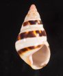 チャスジイトヒキマイマイ Liguus fasciatus castaneozonatusfig.1