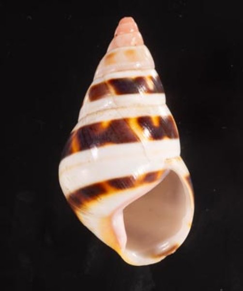 チャスジイトヒキマイマイ Liguus fasciatus castaneozonatusfig.1