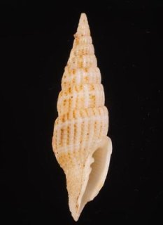 Japanese Seashells - 美貝 BIGAI