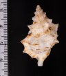 フィジーウネボラ Bursa fijiensisfig.2
