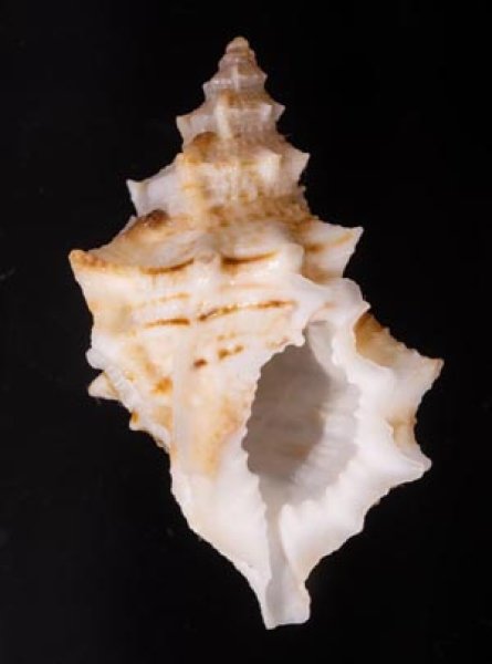 フィジーウネボラ Bursa fijiensisfig.1
