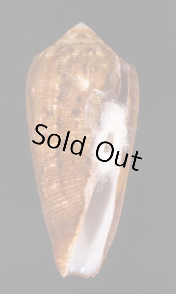 ナガベッコウイモ Conus circumcisusfig.1