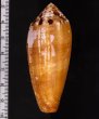 ナガベッコウイモ Conus circumcisusfig.2