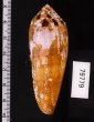 ナガベッコウイモ Conus circumcisusfig.3