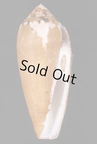 ナガベッコウイモ Conus circumcisusfig.1