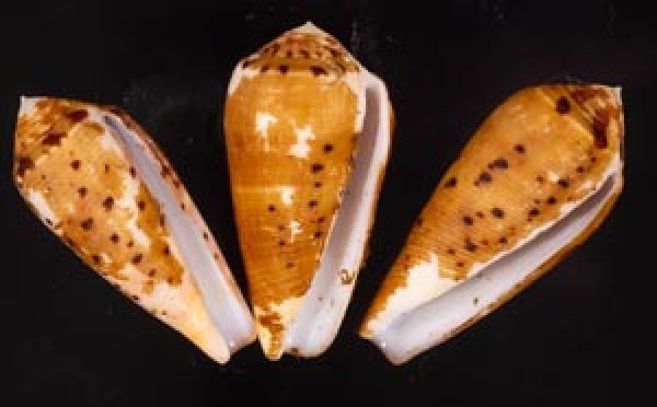 ナガベッコウイモ Conus fulmenfig.1