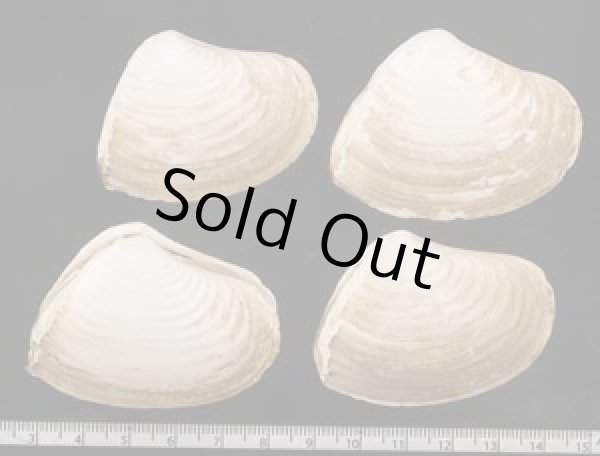 画像2: インドヤチヨノハナ  SALE! (2)