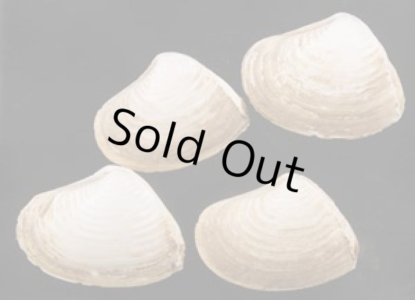 画像1: インドヤチヨノハナ  SALE! (1)