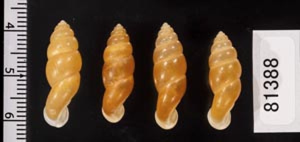 画像2: ネジレオカサナギ (2)