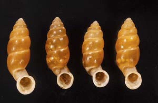 画像1: ネジレオカサナギ (1)