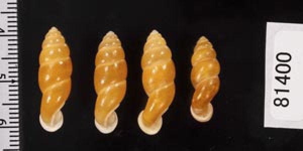 画像2: ネジレオカサナギ (2)