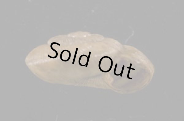 画像2: パツラマイマイ (2)