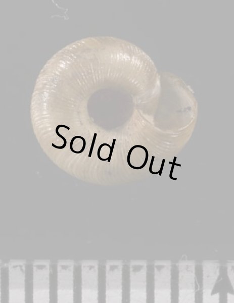 画像3: パツラマイマイ (3)