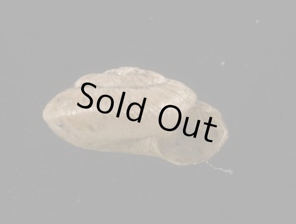 画像2: パツラマイマイ (2)