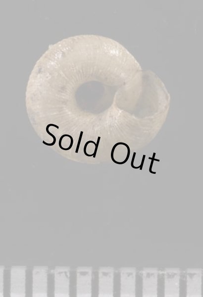 画像3: パツラマイマイ (3)