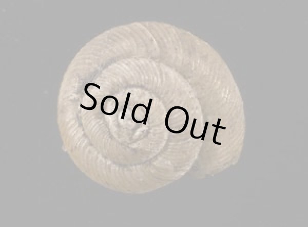 画像1: パツラマイマイ (1)