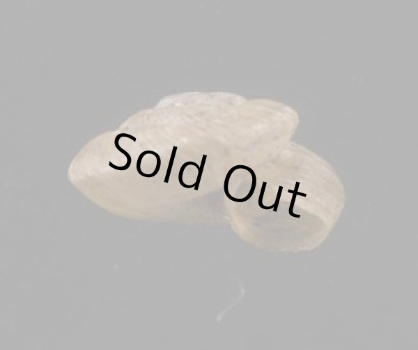 画像2: パツラマイマイ (2)