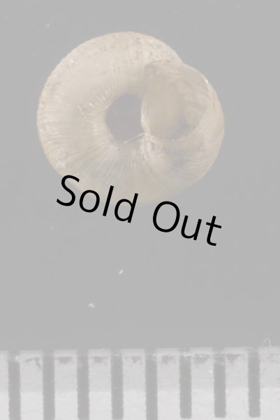 画像3: パツラマイマイ (3)